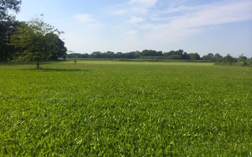 wandel